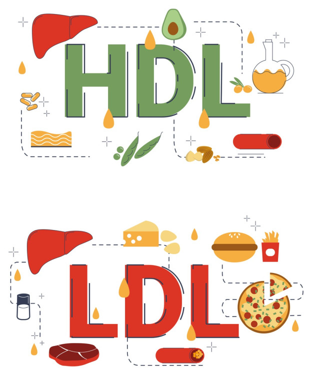 Alimenti ricchi di colesterolo HDL e LDL.²